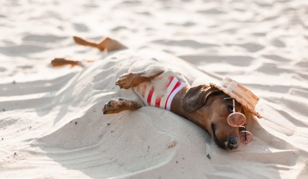 dog under the sand at the beach