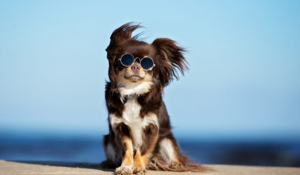 dog with shades at the beach
