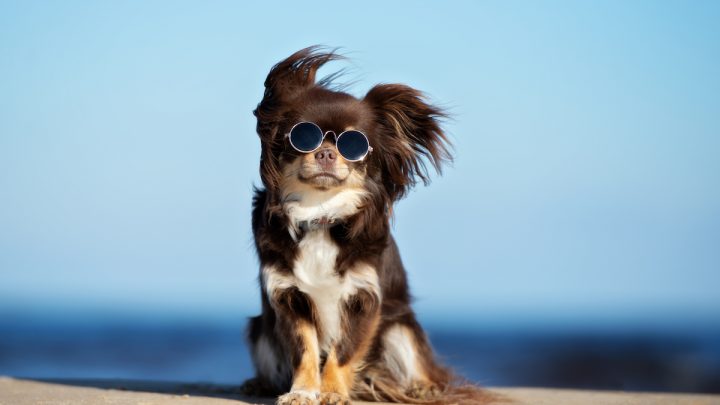 dog with shades at the beach