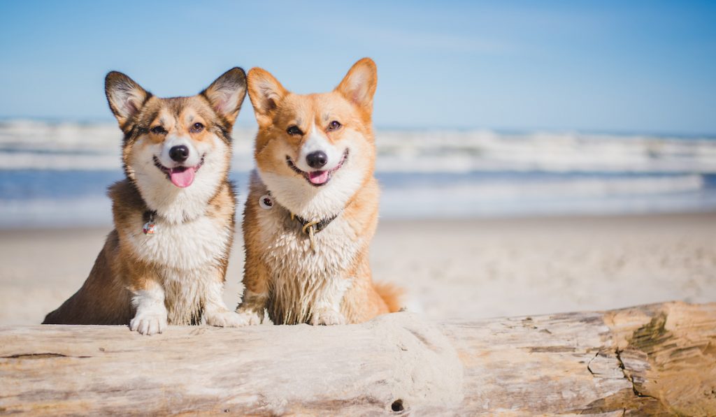 cute dogs on the beach