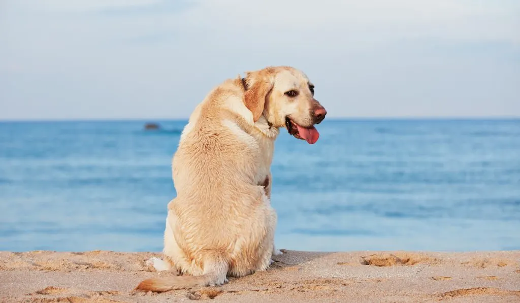 Yellow Labrador retriever on the beach