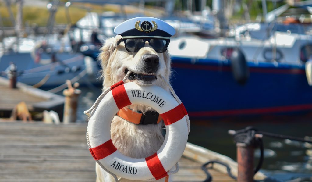dog as captain of a boat