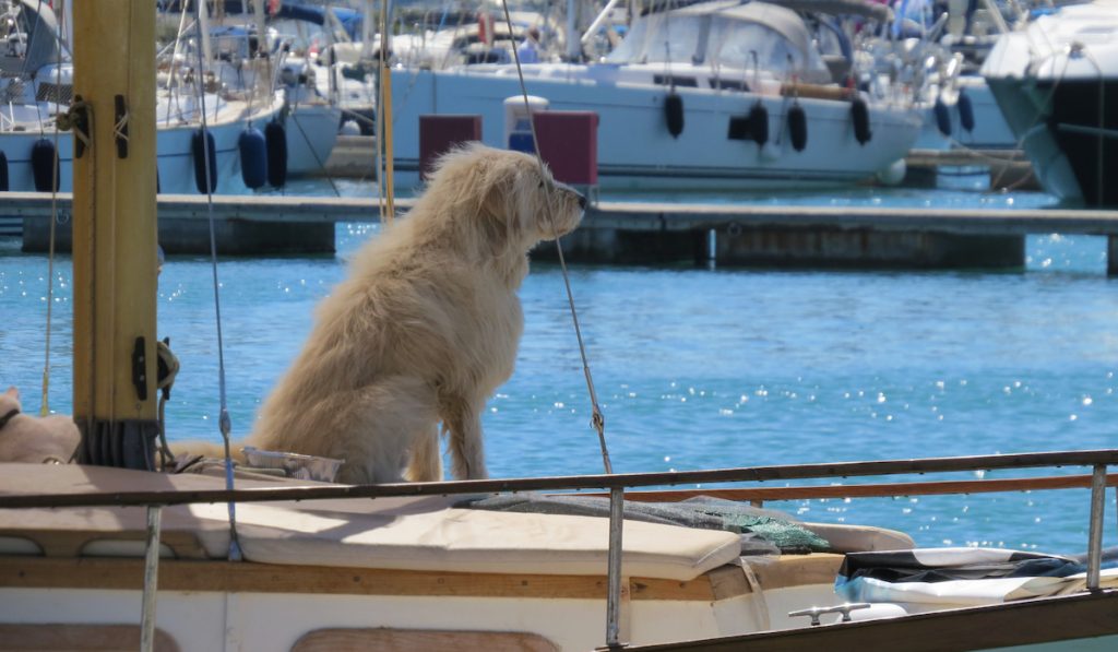 dog on top of a yacht