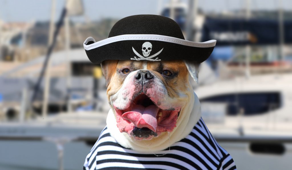 dog wearing a sailor hat and a shirt