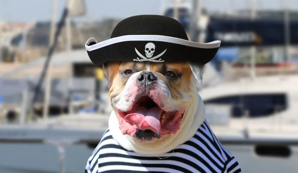 Pirate Dog Names for Your New Matey