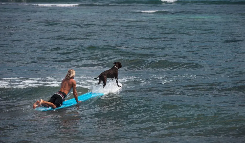 Dog on a surfboard with a Blonde Surfer Paddling