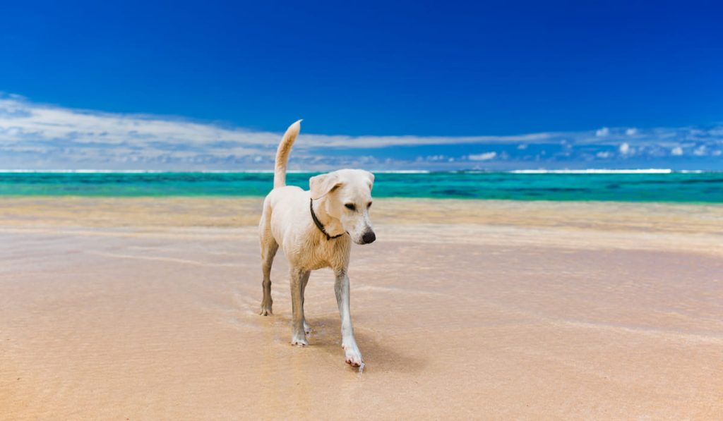 White large dog on a amazing deserted tropical beach