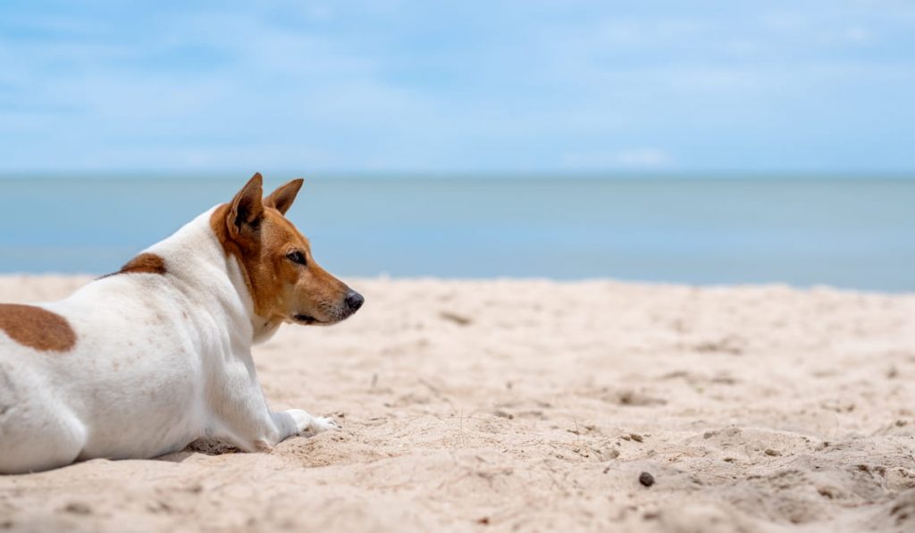dog lying down on the beach