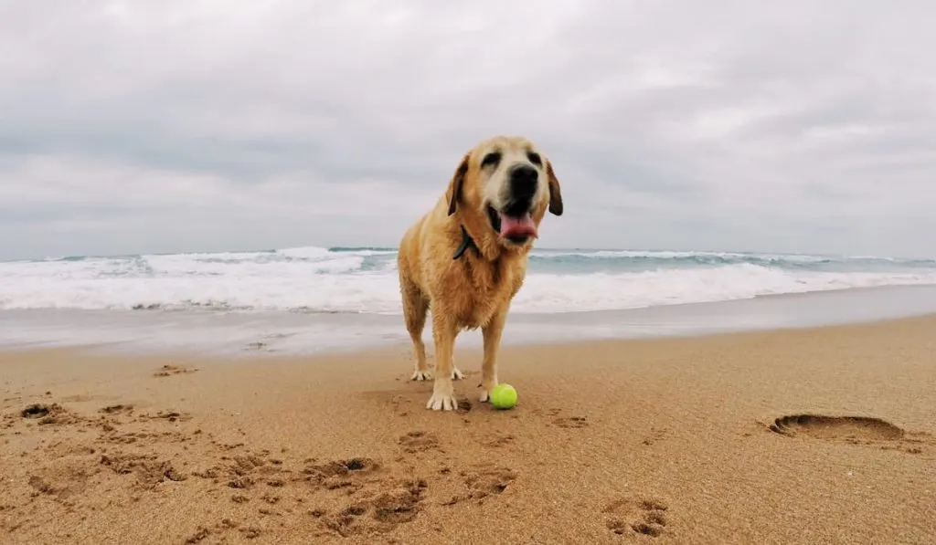 beach-dog