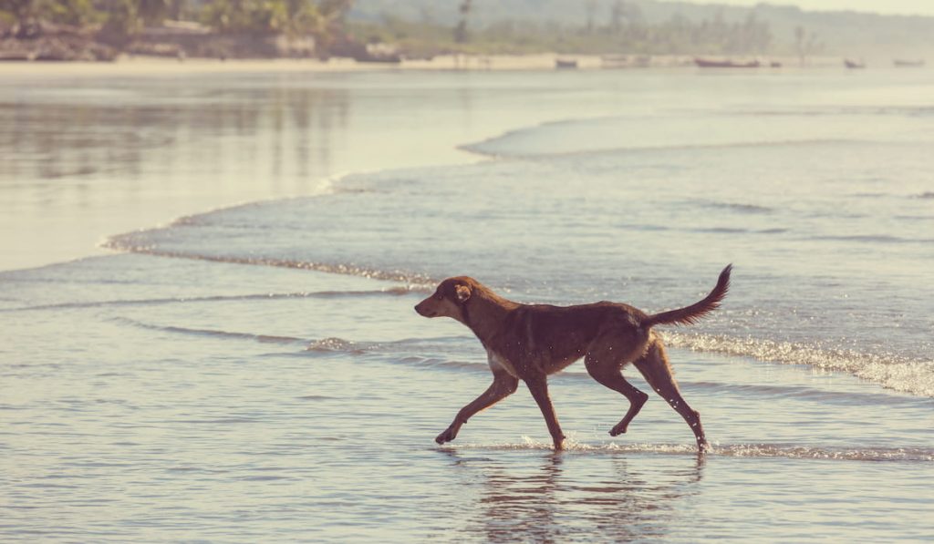 dog-on-the-beach