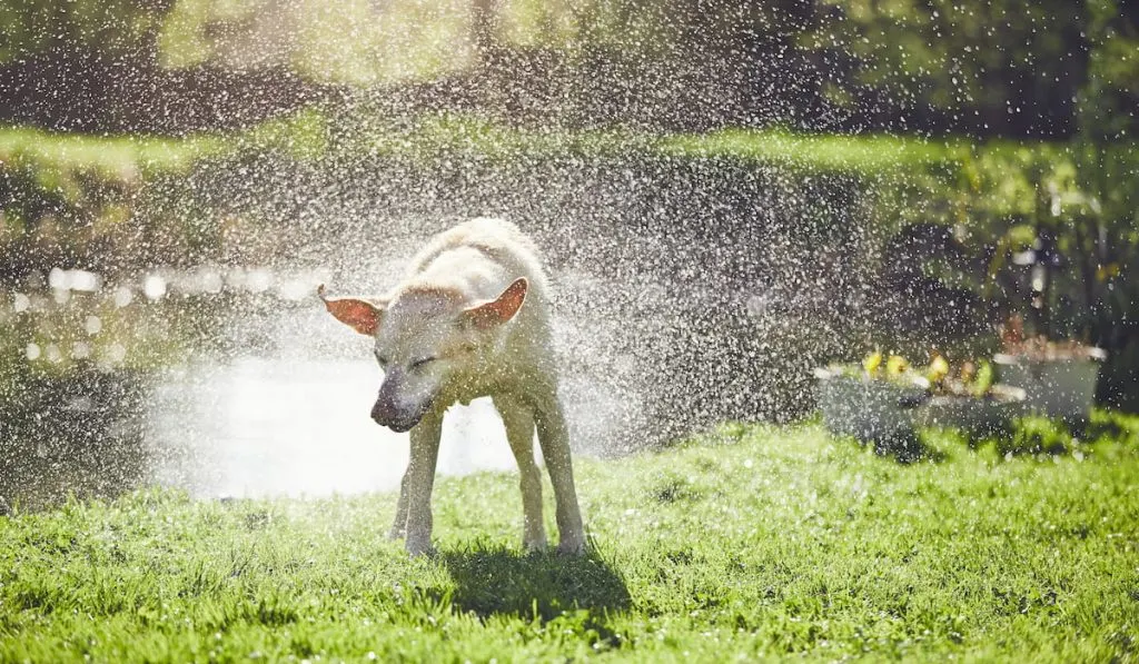 dog-shaking-off-water