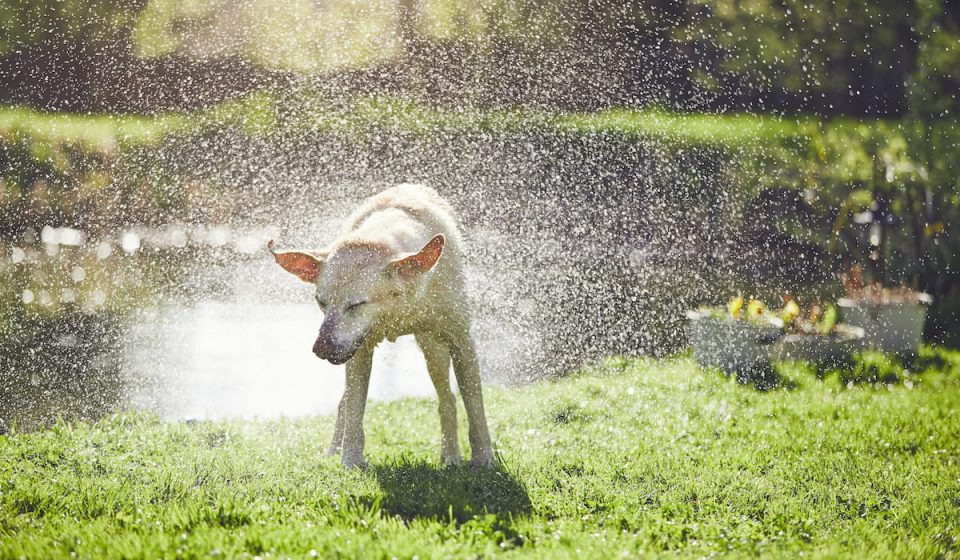 280-water-dog-names-paddle-zen