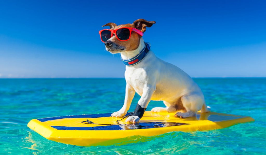 dog surfing on a surfboard wearing sunglasses at the ocean shore