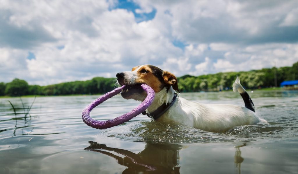 dog-swims-in-the-lake-with-the-ring 