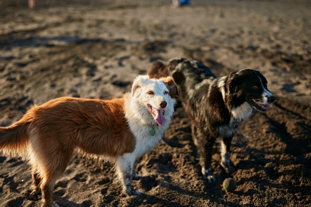 dogs-running-near-waving-sea 
