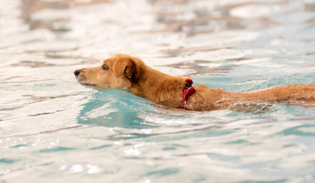 fawn-dog-is-swimming-in-the-pool 