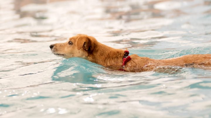 fawn-dog-is-swimming-in-the-pool