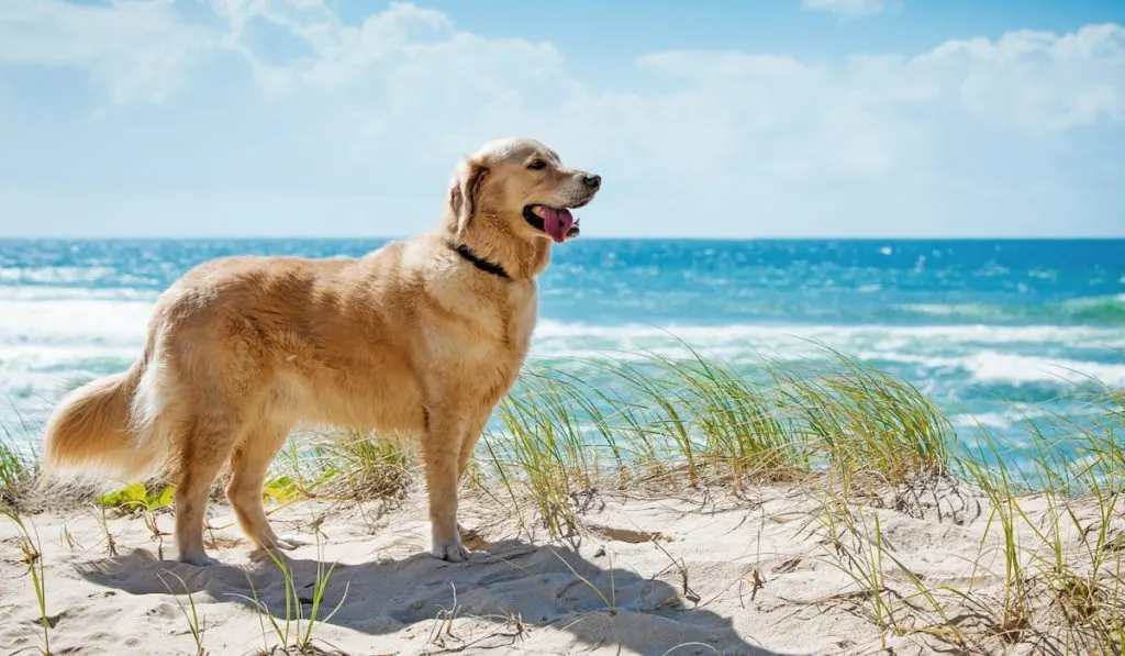 golden-retriever-on-a-sandy-dune-overlooking-beach