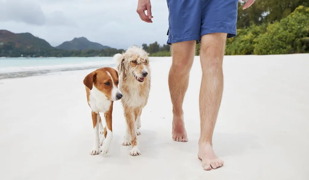 man-walking-with-dog-on-beach