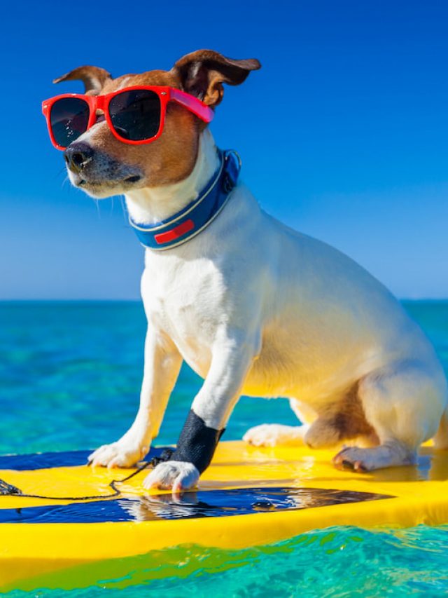250+ Surfer Dog Names that are Totally Tubular