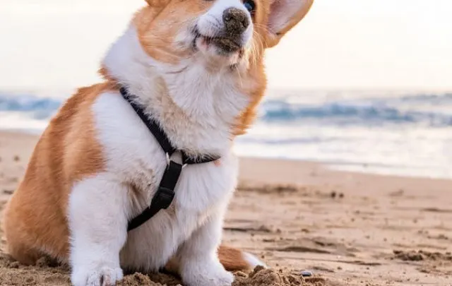 Corgi Pembroke puppy on sea coast - ss220809