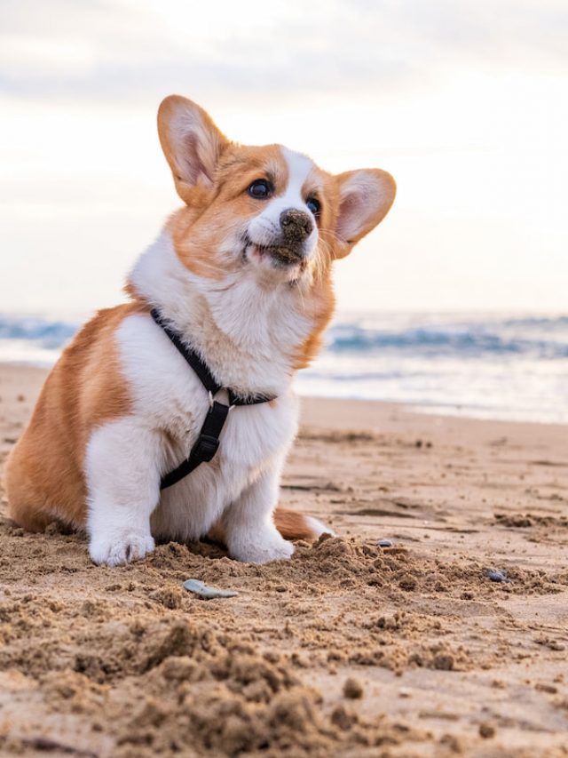 130 Saltwater Dog Names Paddle Zen