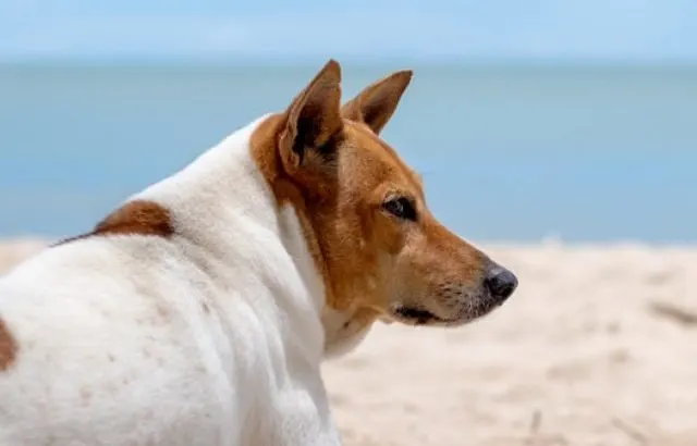 A dog lying down on the beach by the sea - ee220917