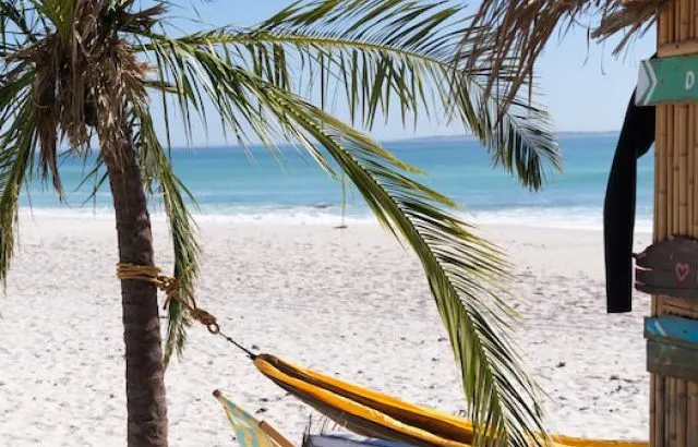 Magnificent view of a beach with a palm tree and a surf shop with hammock hanging between them - ee220916