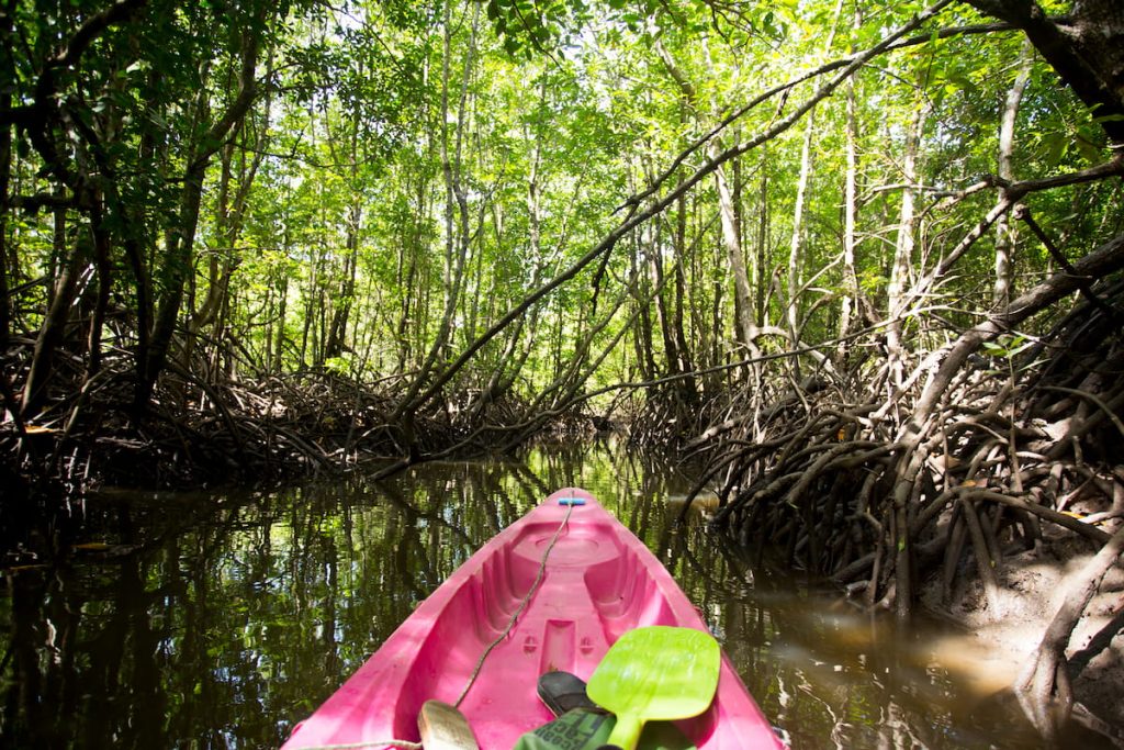 Kayaking in Mangrove Forest