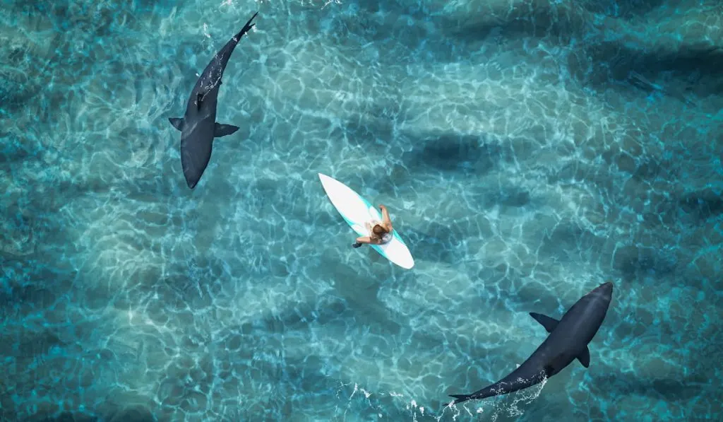 paddler surrounded by two sharks in the ocean