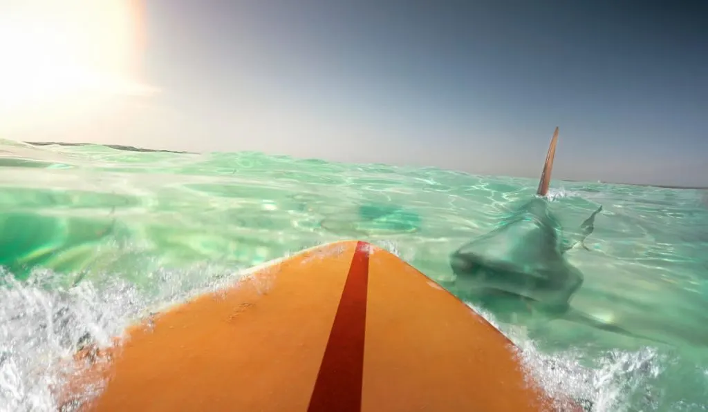 shark attacks surfer 