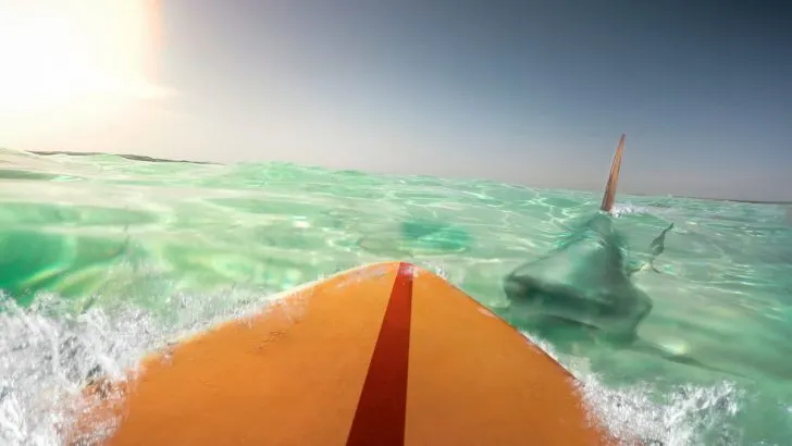 shark attacks surfer