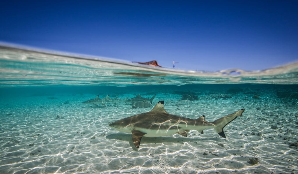 sharks in shallow water of ocean 