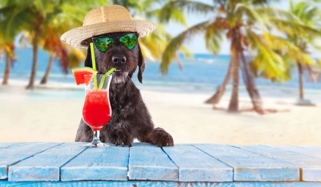 Black mutt dog posing on the beach with cocktail, sunglasses and hat