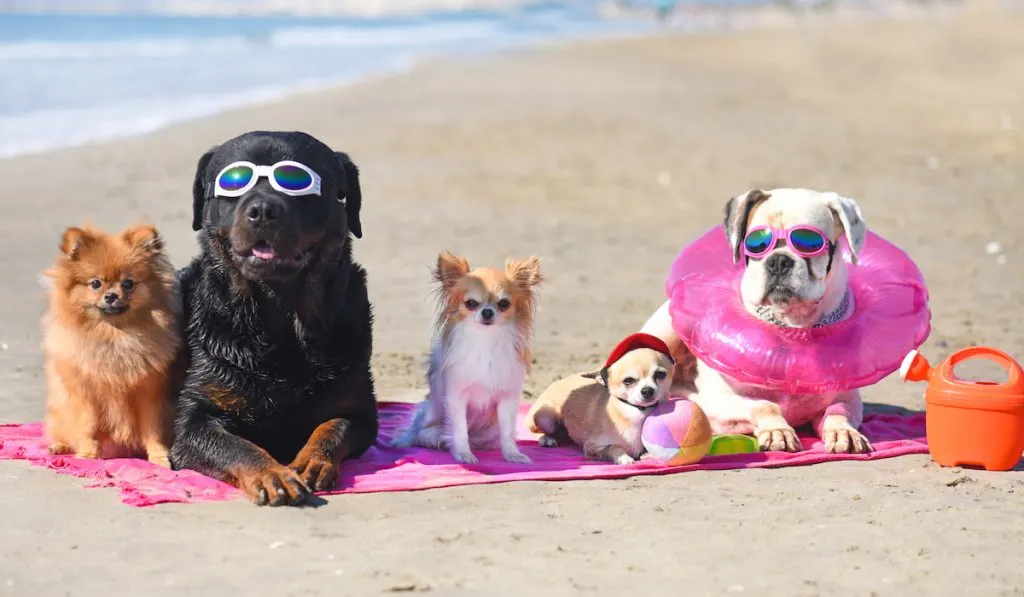 Group of dogs laid down on the beach