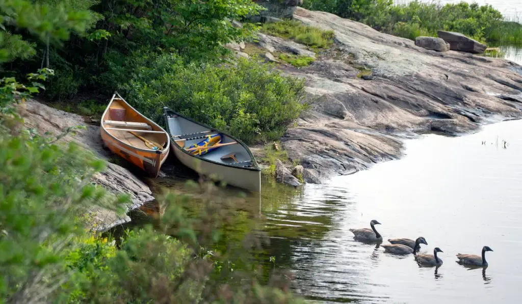 two canoes on rocky shoreline and some ducks in the lake