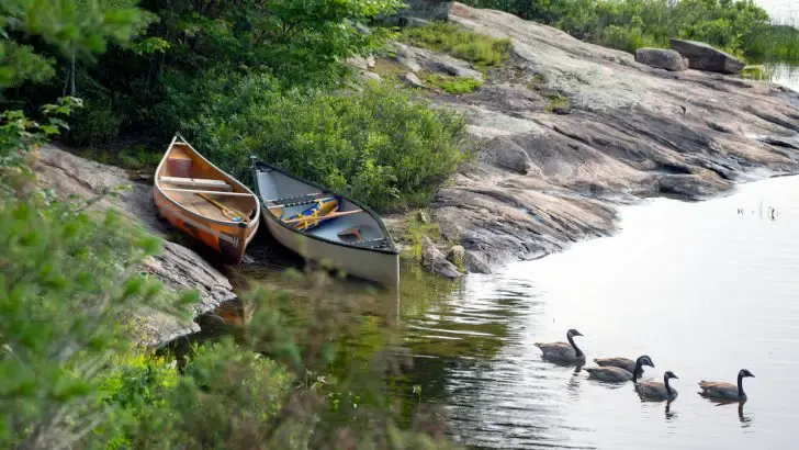 two canoes on rocky shoreline with ducks on the lake